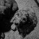 Illustration for article titled On Dogs - Update: news photos